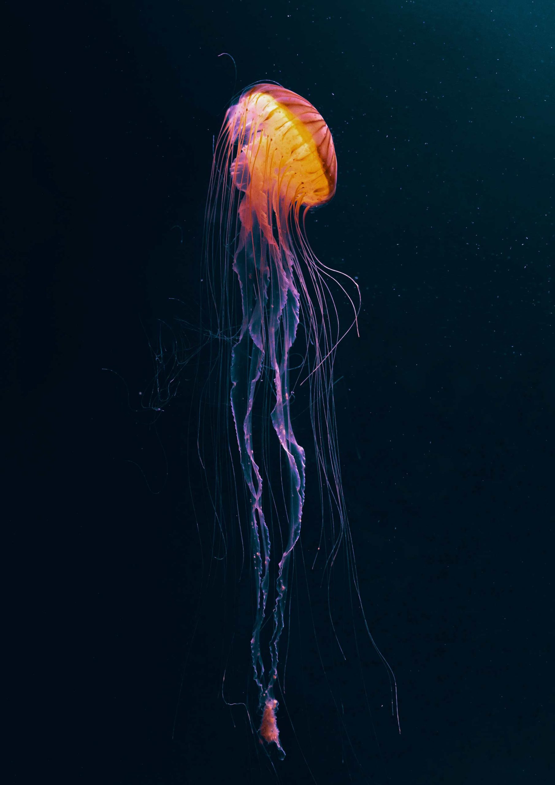 trae-gould-v-ti3sccORY-unsplash