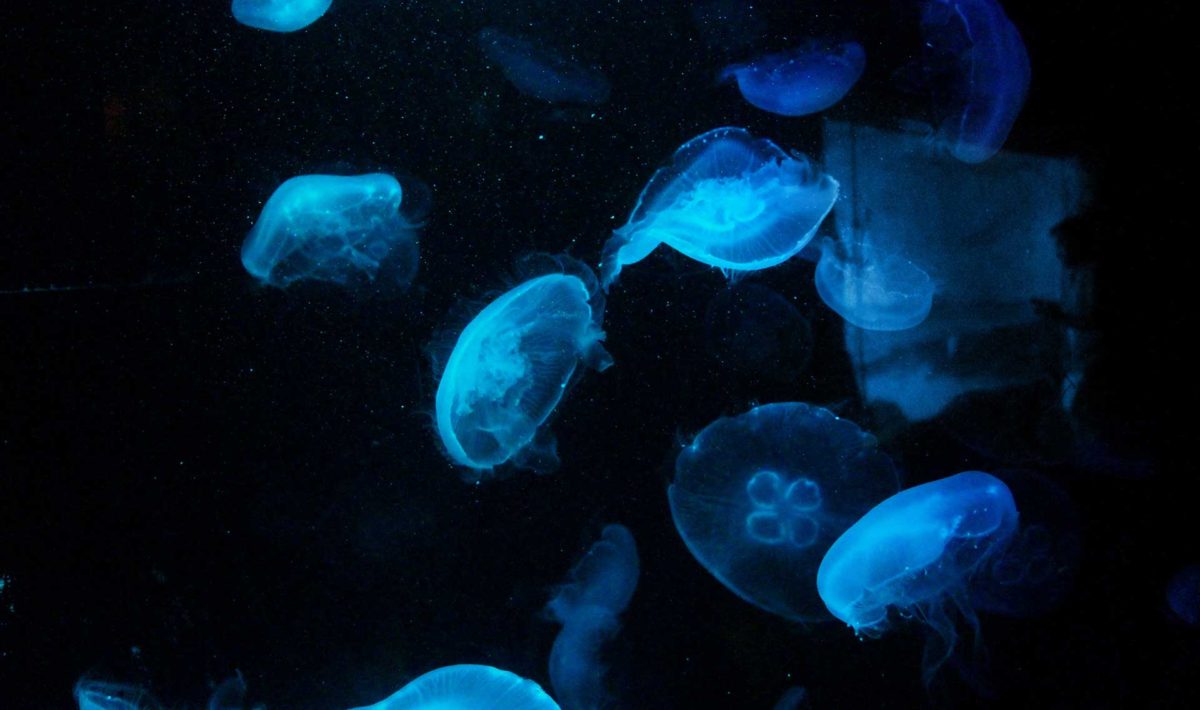 <span>Photo by <a href="https://unsplash.com/@neddaniels?utm_source=unsplash&utm_medium=referral&utm_content=creditCopyText">Ned Daniels</a> on <a href="https://unsplash.com/s/photos/jellyfish?utm_source=unsplash&utm_medium=referral&utm_content=creditCopyText">Unsplash</a></span> ned-daniels-dr_9oxbVnuc-unsplash