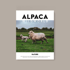 Issue 04