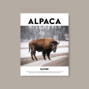 Issue 05